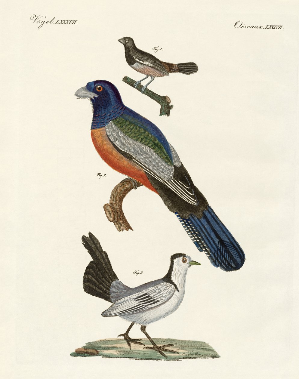 Foreign birds by German School
