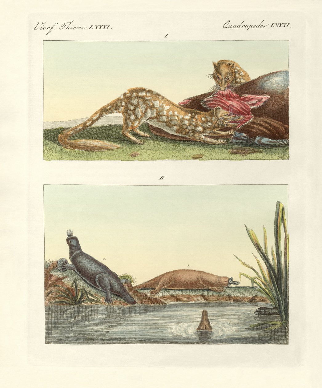 Four-Footed Animals of Australia by German School