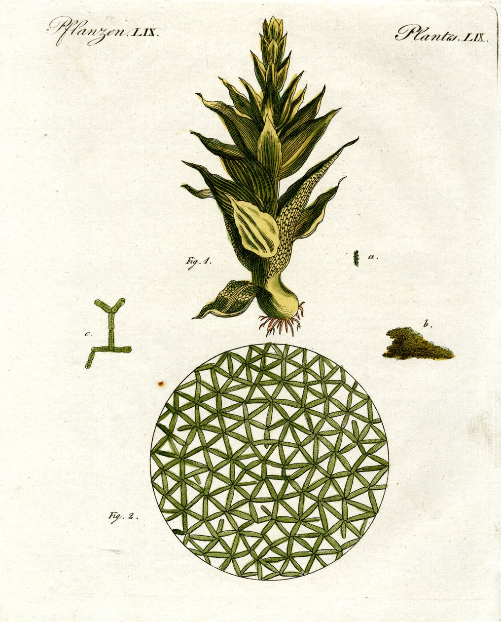 Four Kinds of Monkey by German School