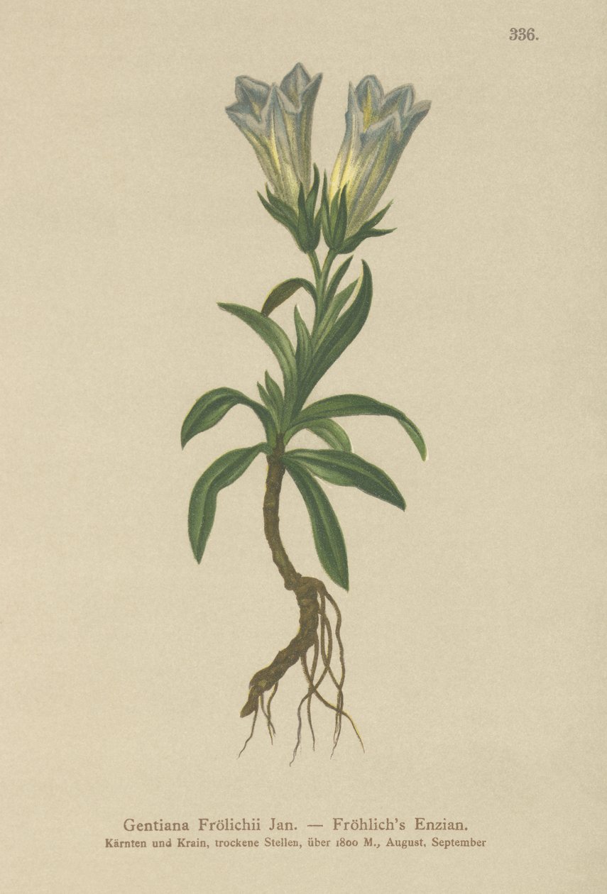 Froelichs Gentian by German School