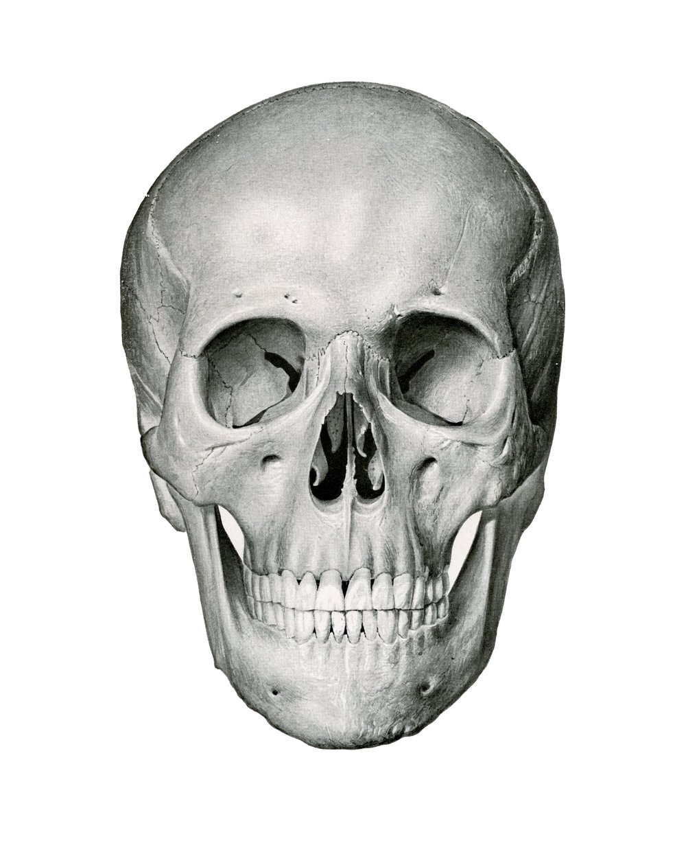 Frontal View of Human Skull by German School