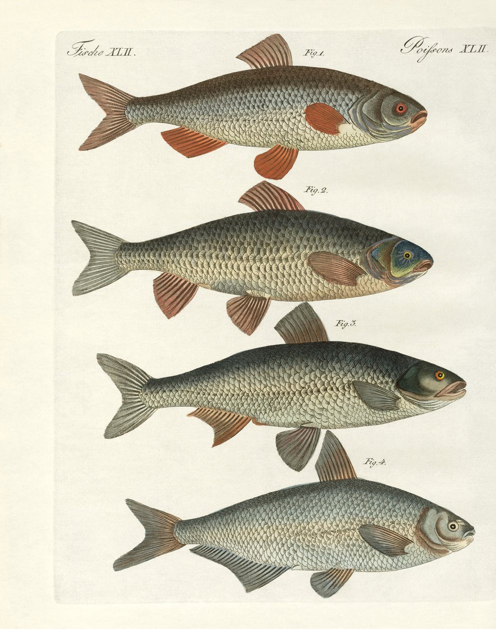 German River Fish by German School