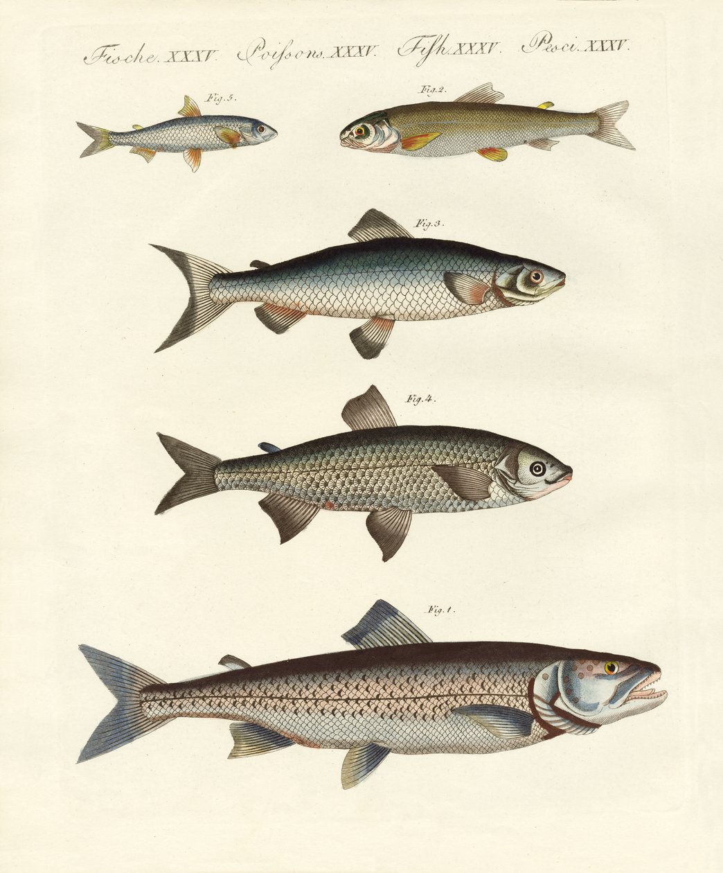 German River Fish by German School