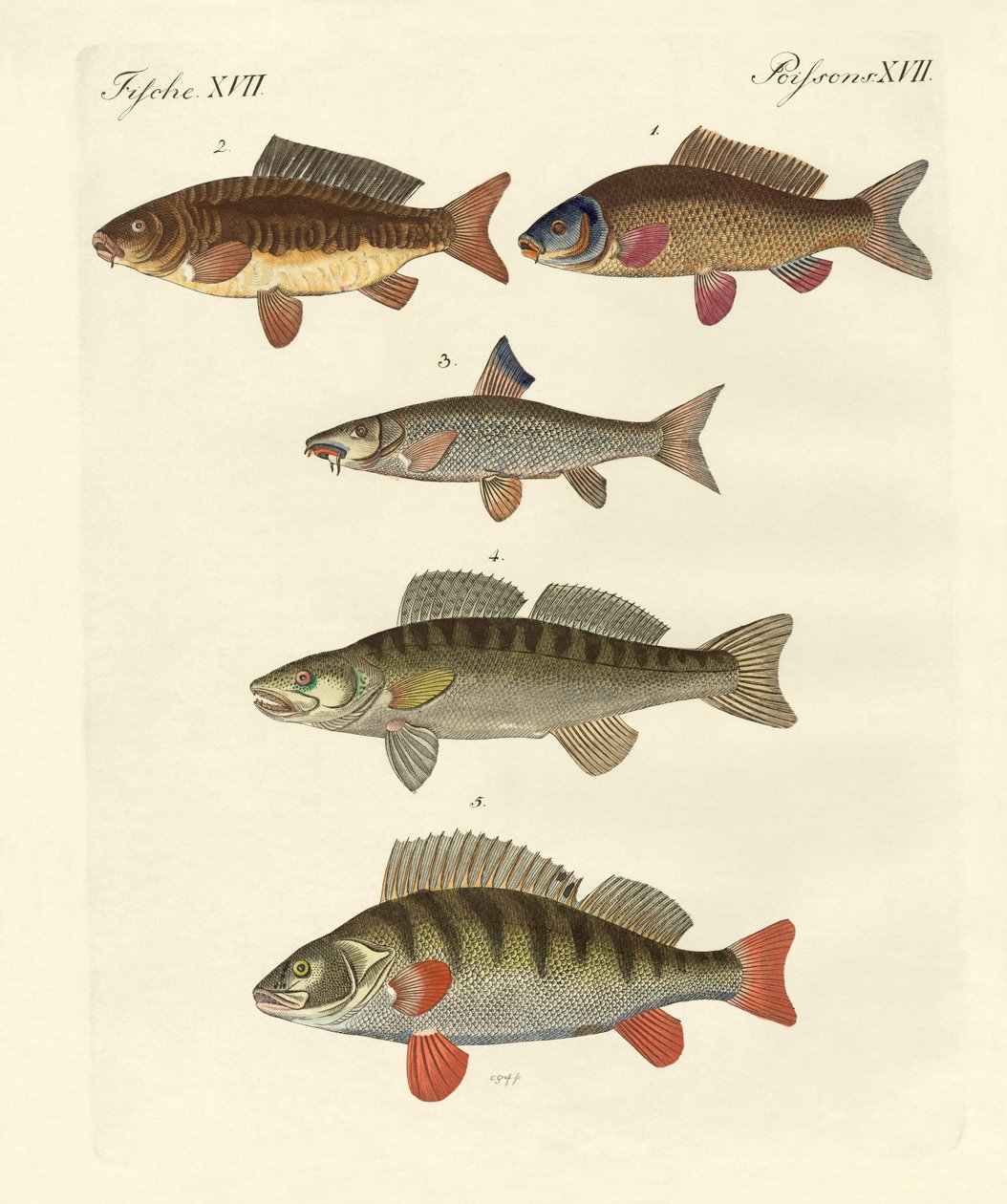 German Sea Fish by German School