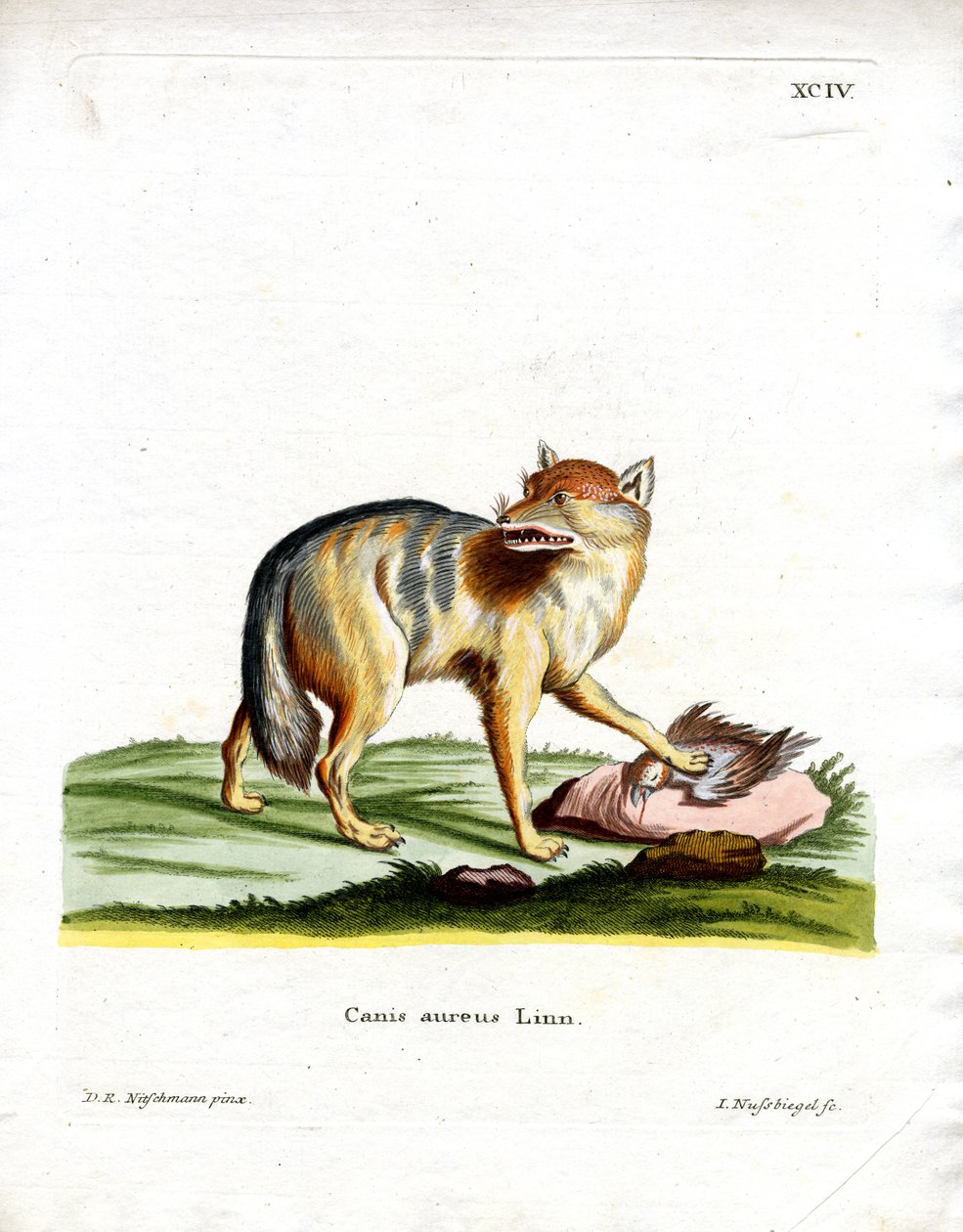 Golden Jackal by German School