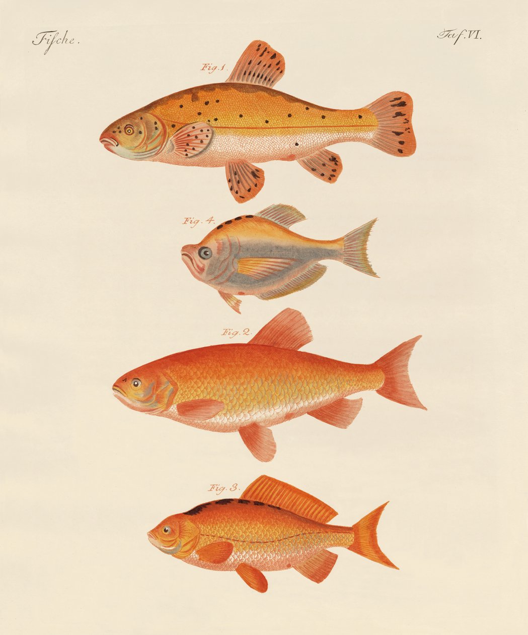Goldfish by German School