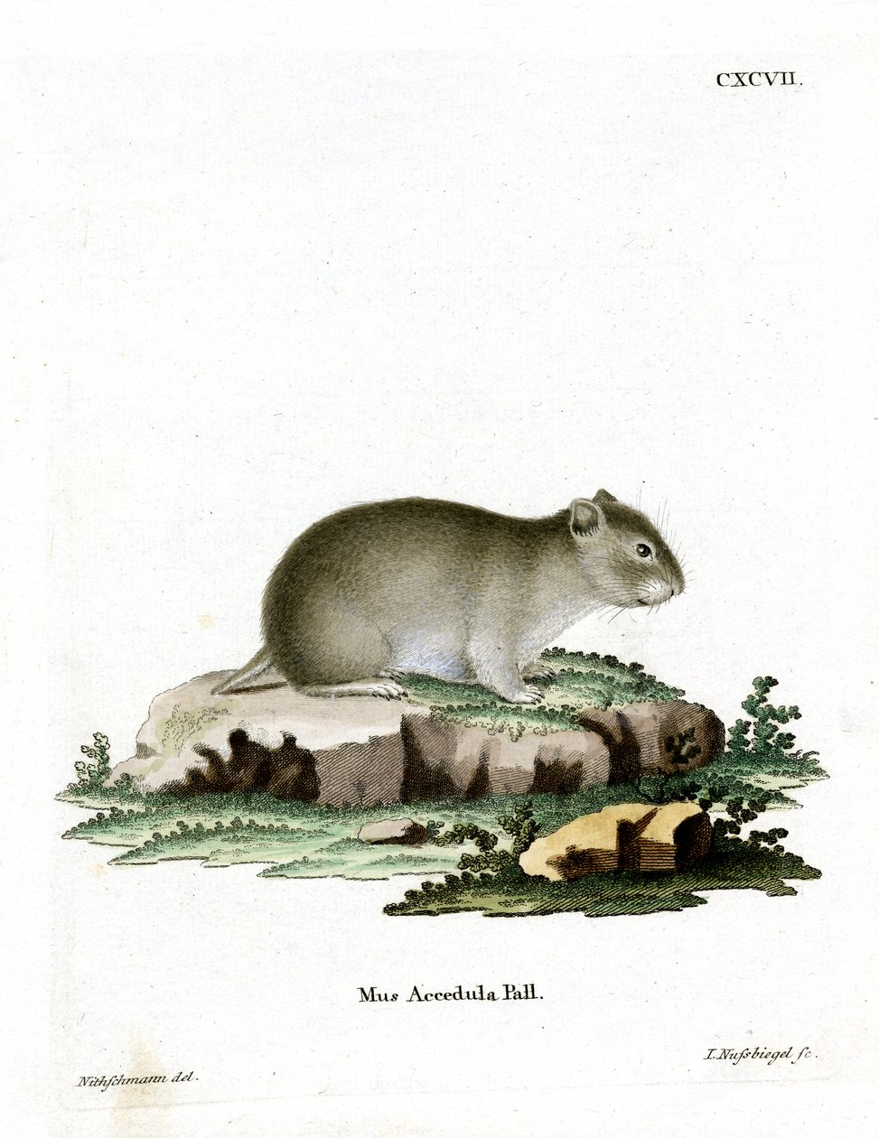 Gray Dwarf Hamster by German School