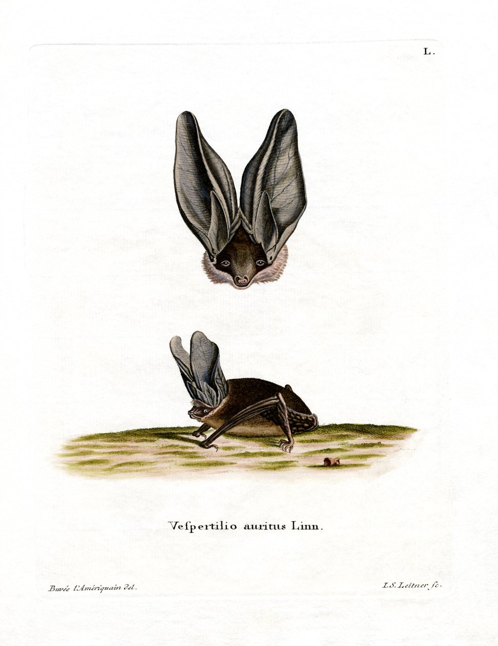 Grey Long-eared Bat by German School