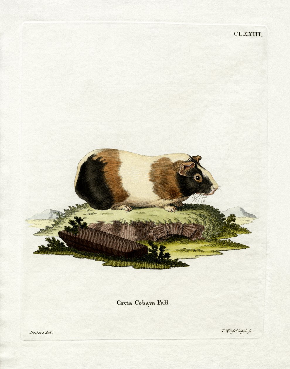 Guinea Pig by German School