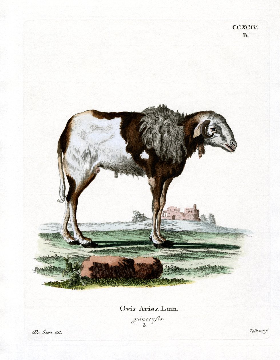 Guinea Sheep by German School