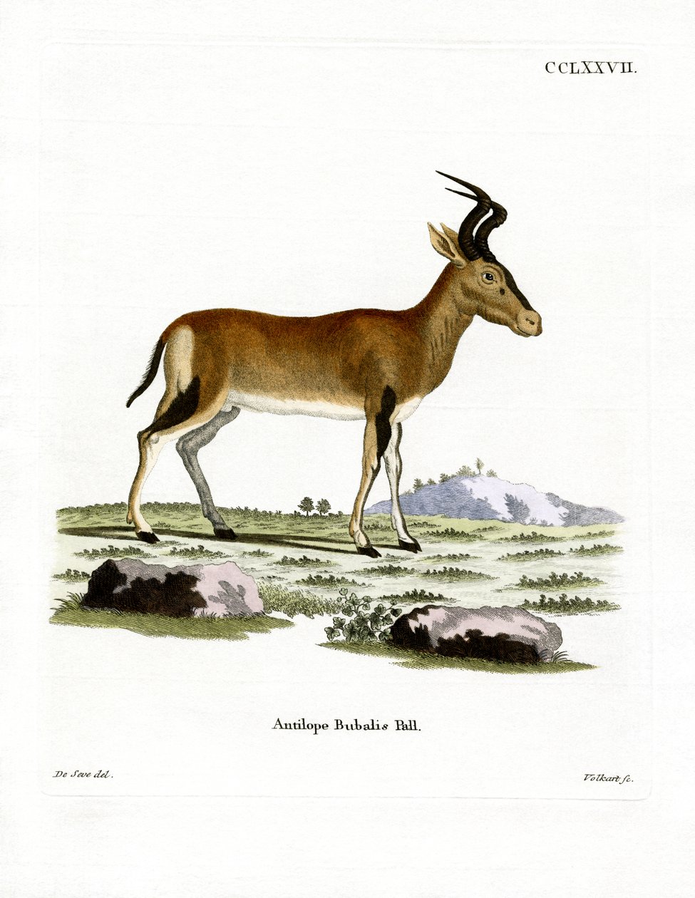 Hartebeest by German School