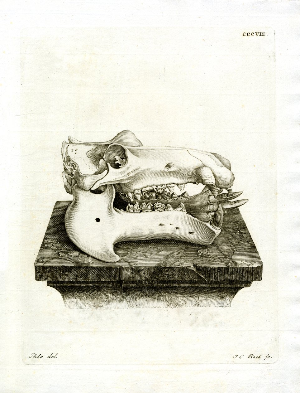Hippo Skull by German School