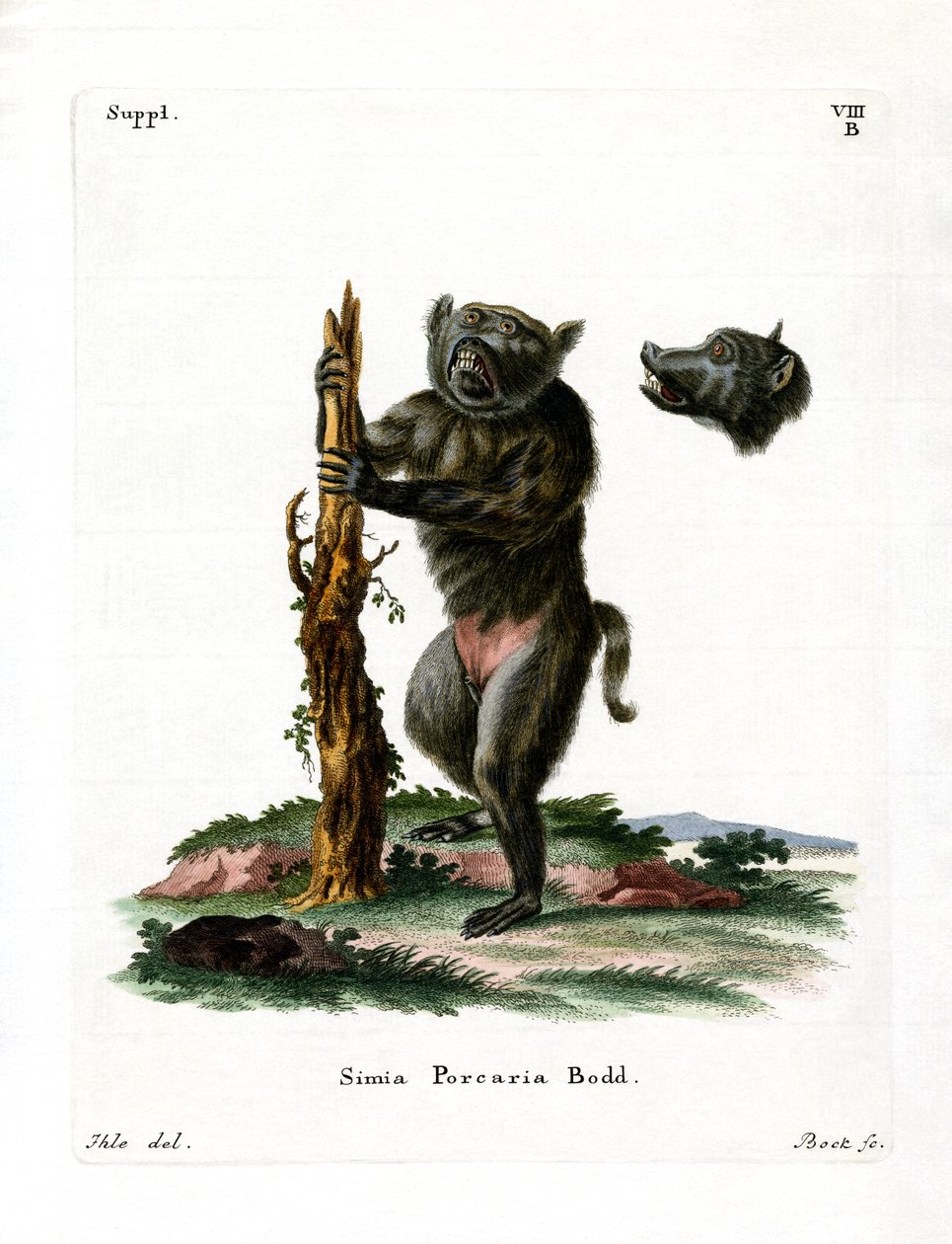 Hog-faced Baboon by German School