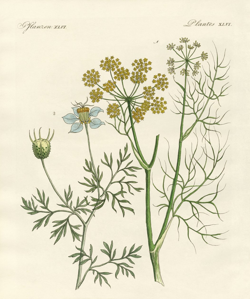 Indigenous Spice Plants by German School