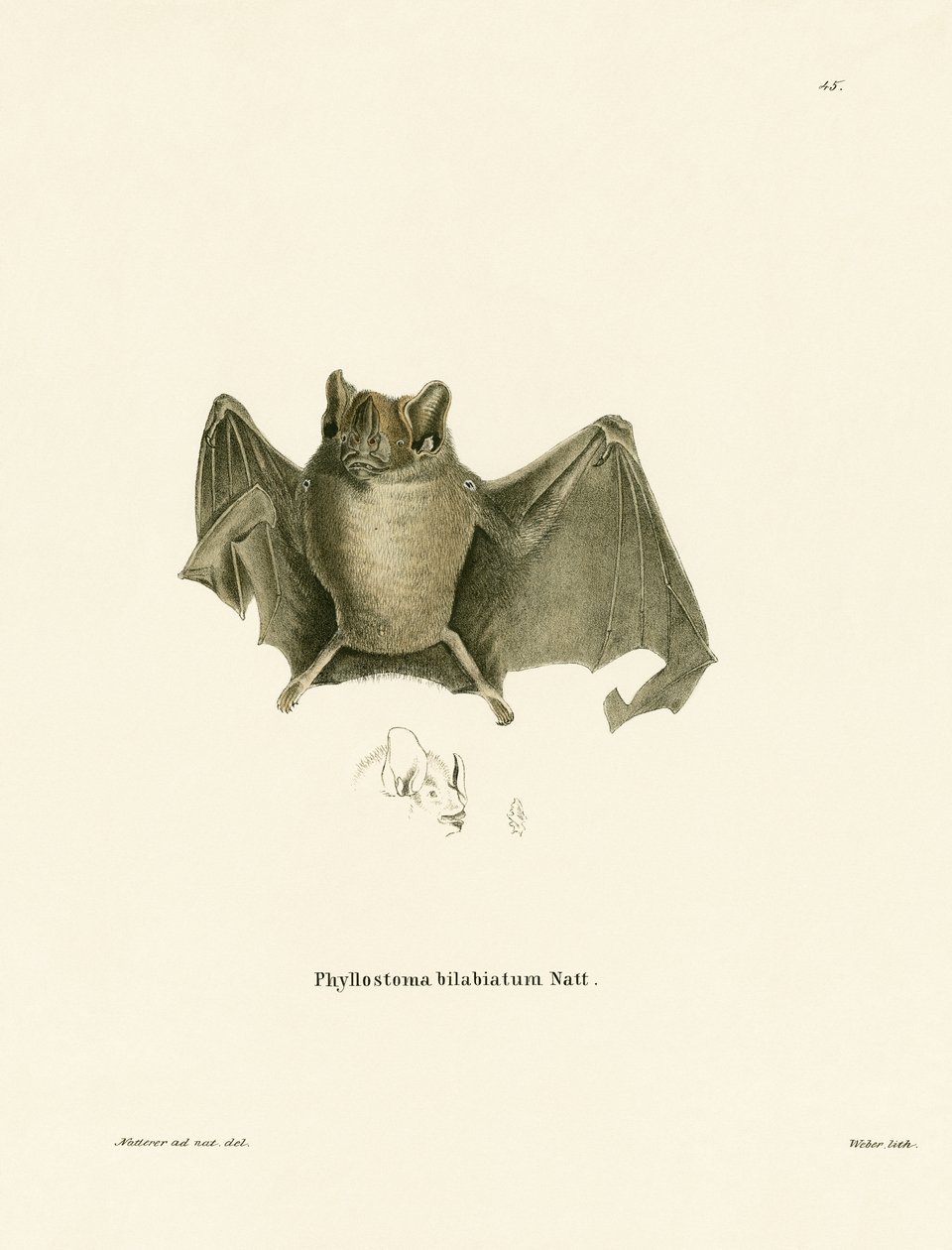 Ipanema Bat by German School