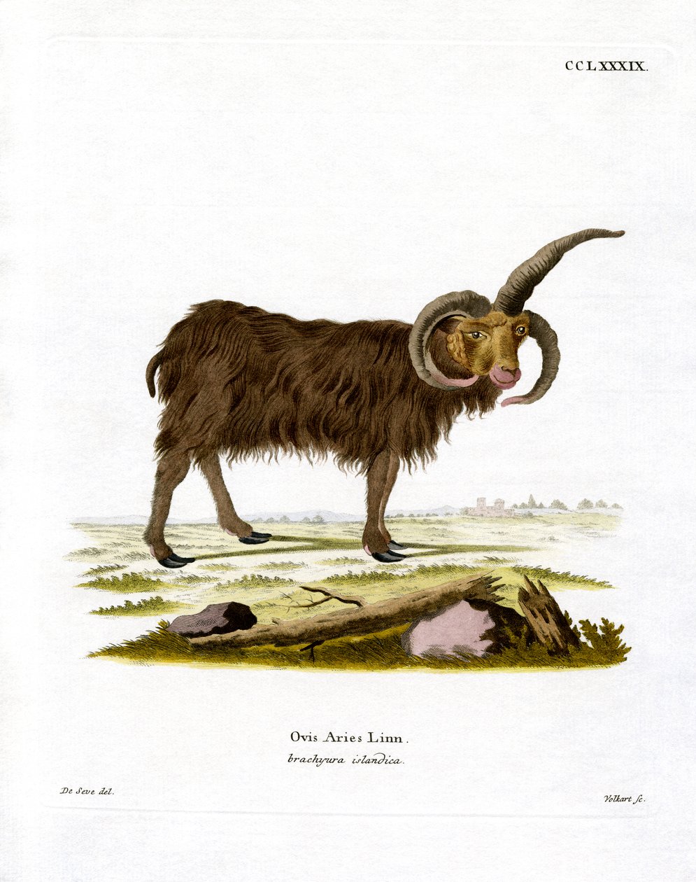Jacob Sheep by German School