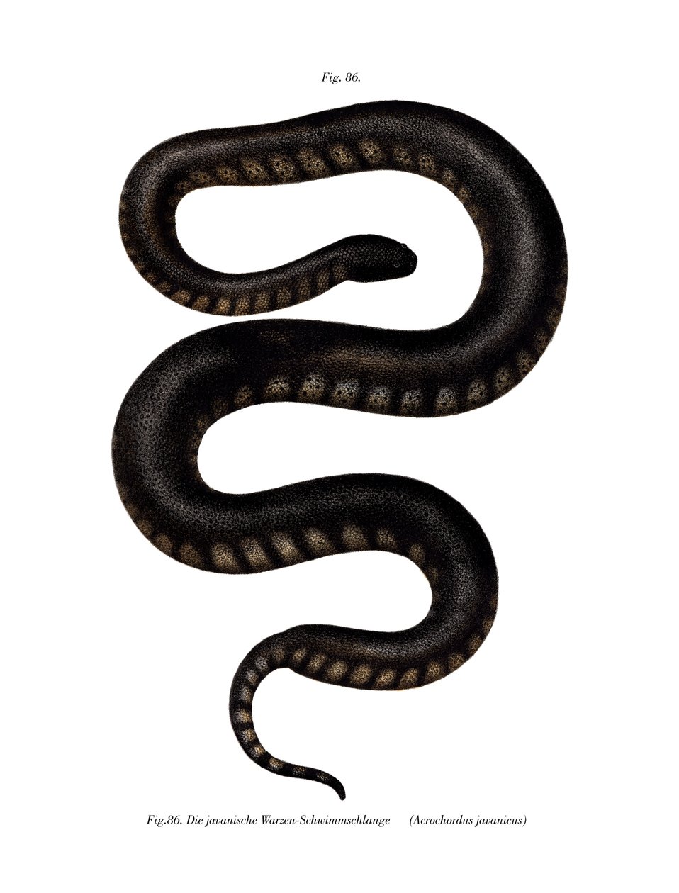 Javan File Snake by German School