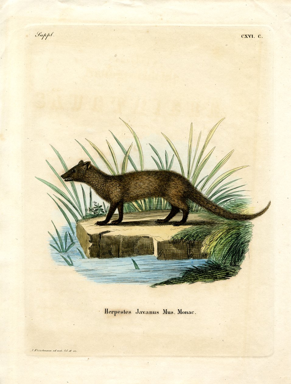 Javan Mongoose by German School