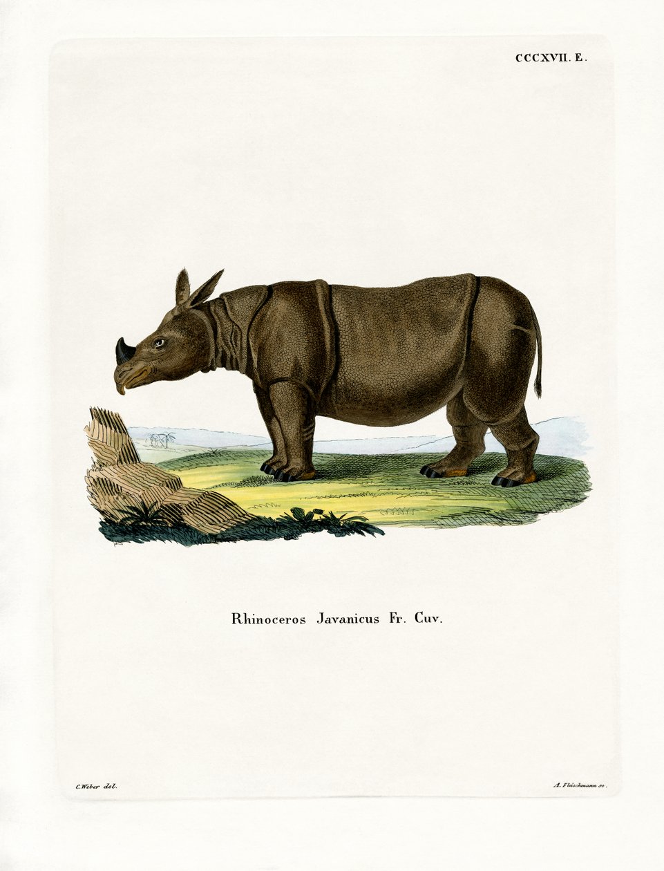 Javan Rhinoceros by German School