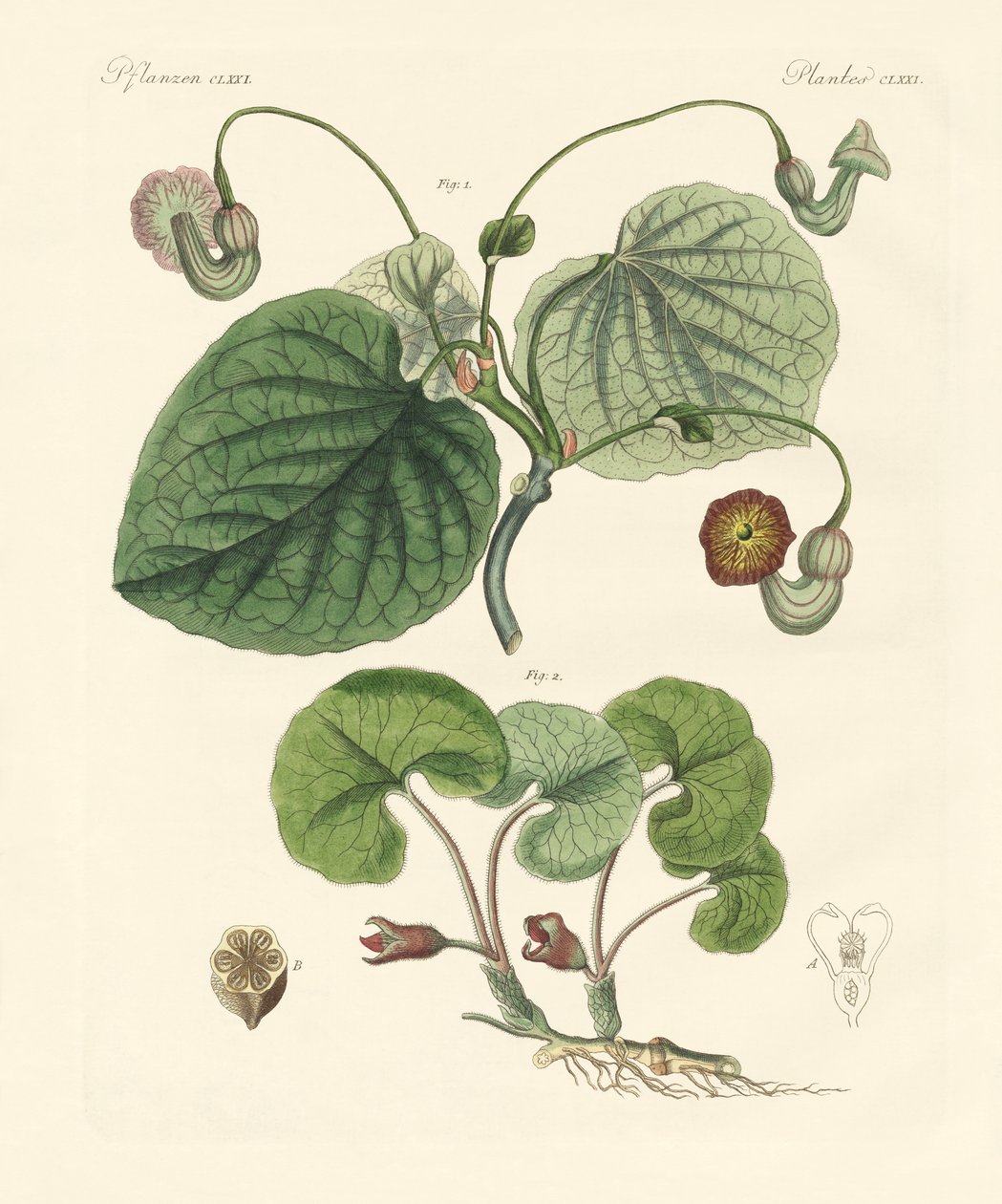 Kinds of Aristolochia Plants by German School