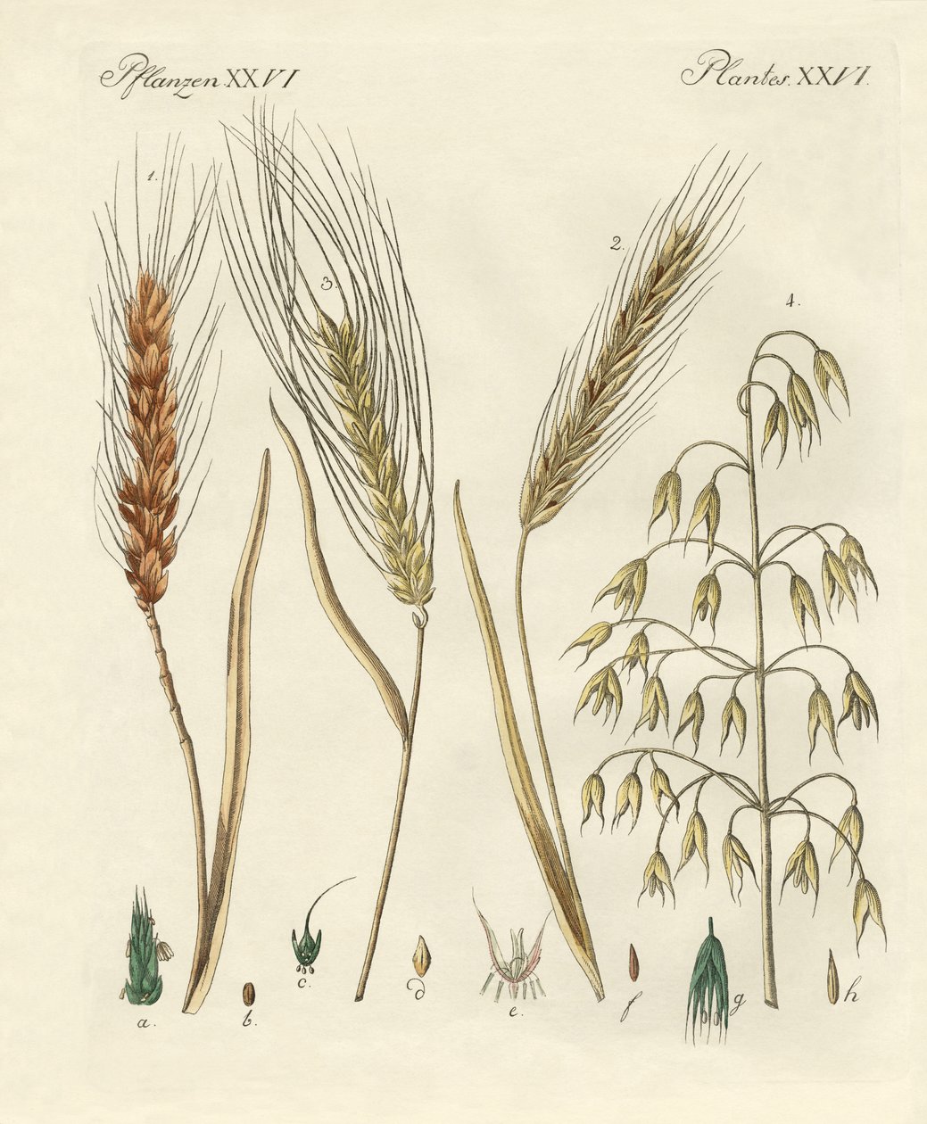 Kinds of Grain by German School