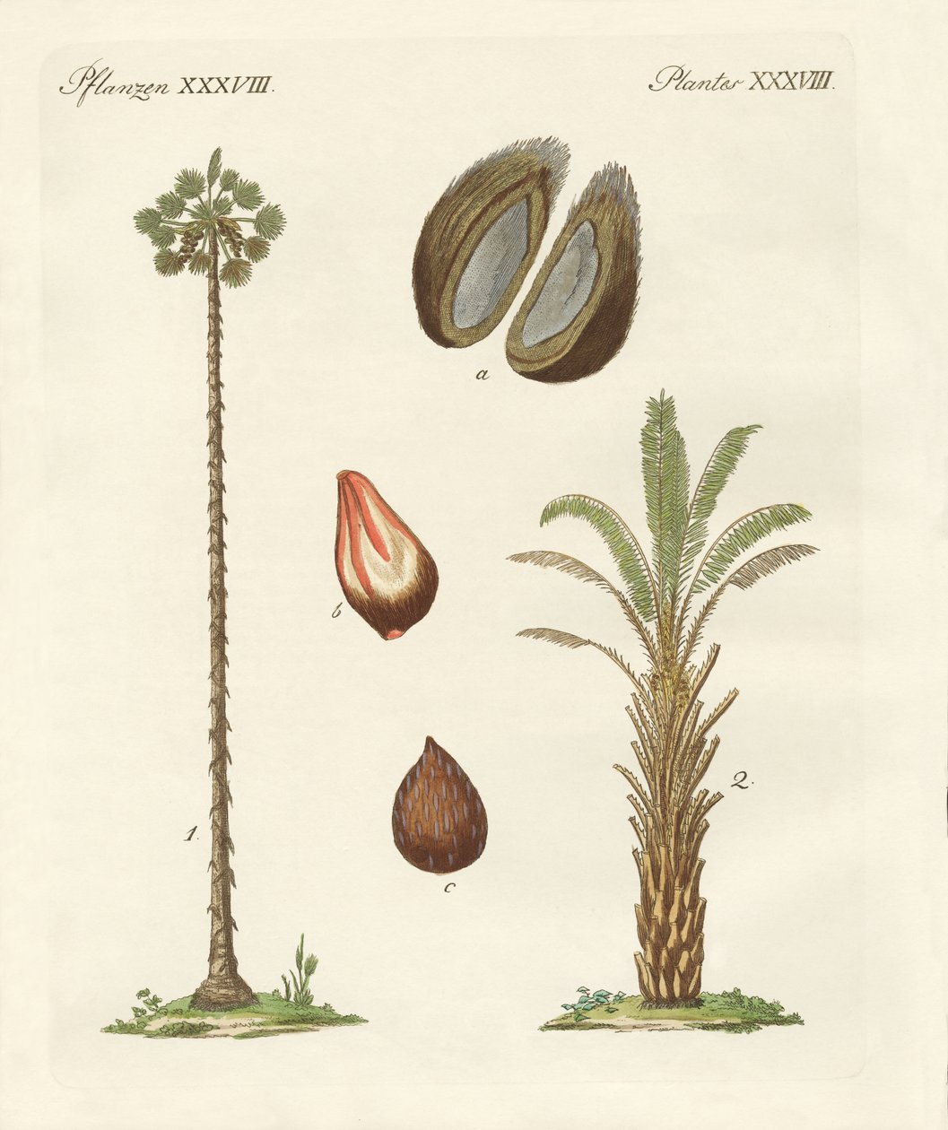 Kinds of Palms by German School