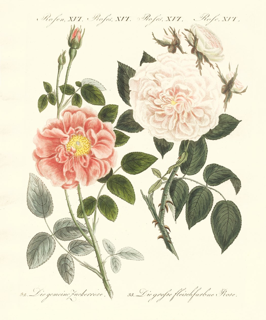 Kinds of Roses by German School