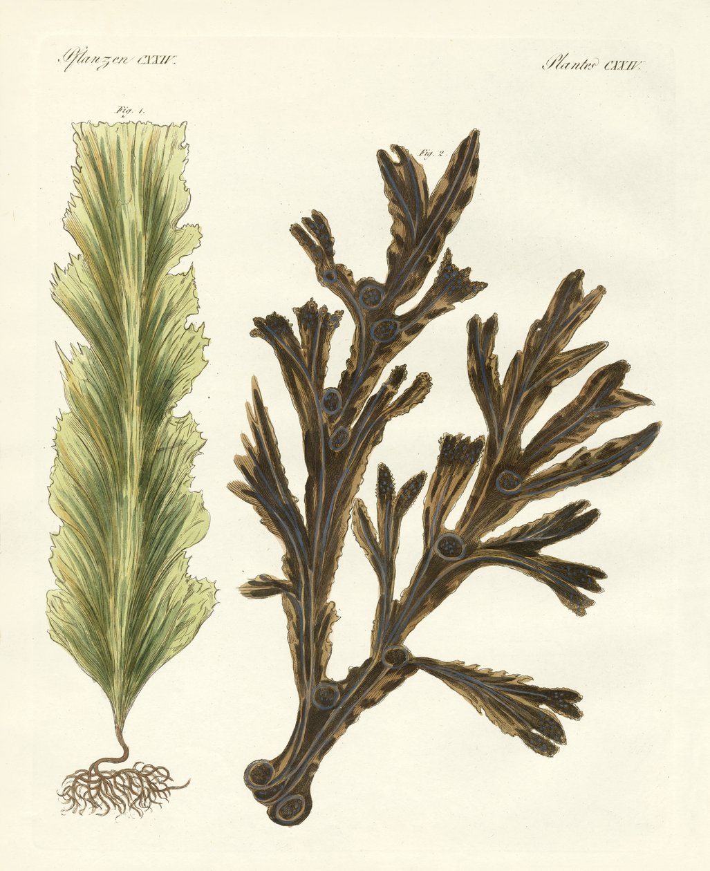 Kinds of seaweed by German School