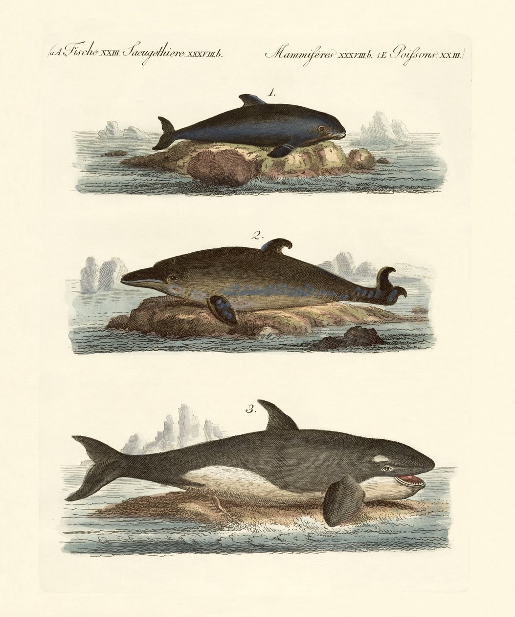 Kinds of Whales by German School