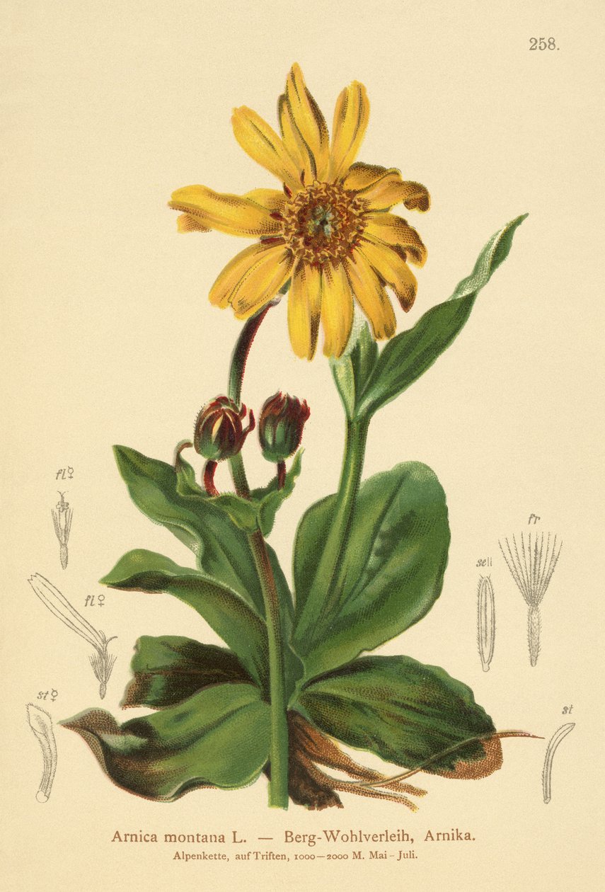 Leopards-bane by German School