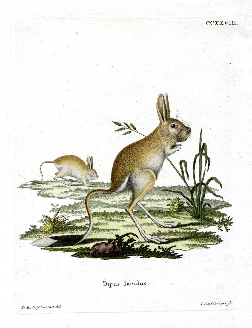 Lesser Egyptian Jerboa by German School
