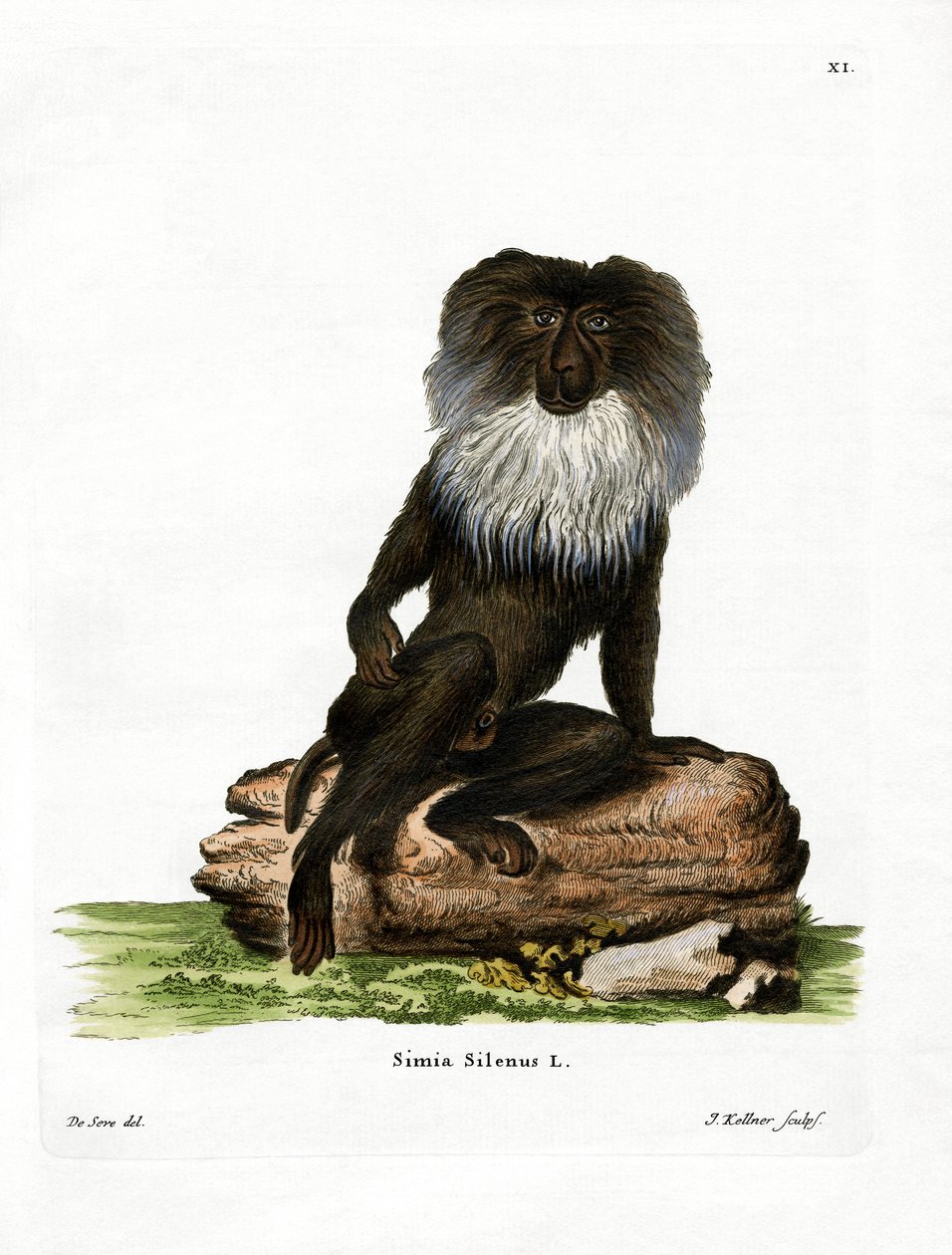 Lion-tailed Macaque by German School