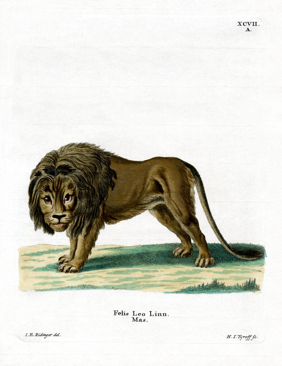 Lion by German School