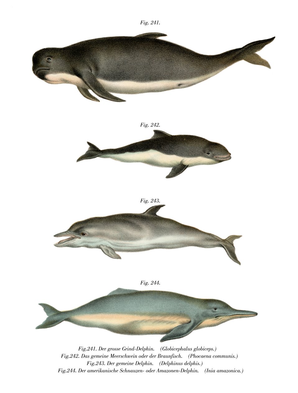 Long-Finned Pilot Whale by German School