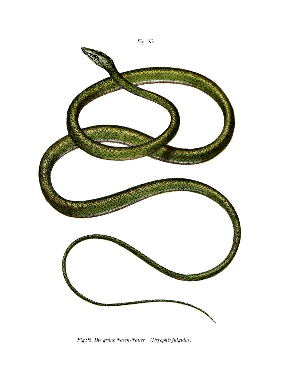 Long-nosed Tree Snake by German School