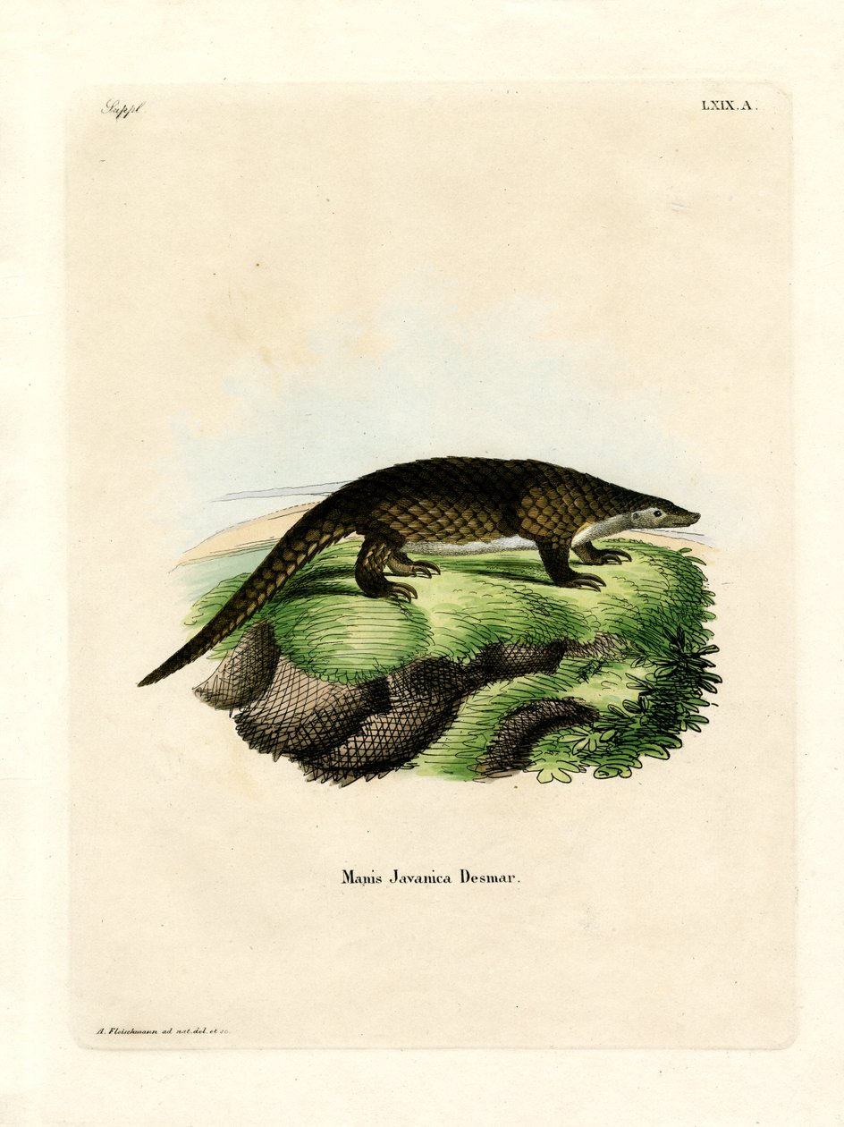 Malayan Pangolin by German School