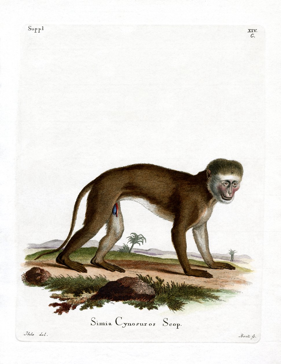 Malbrouck Monkey by German School