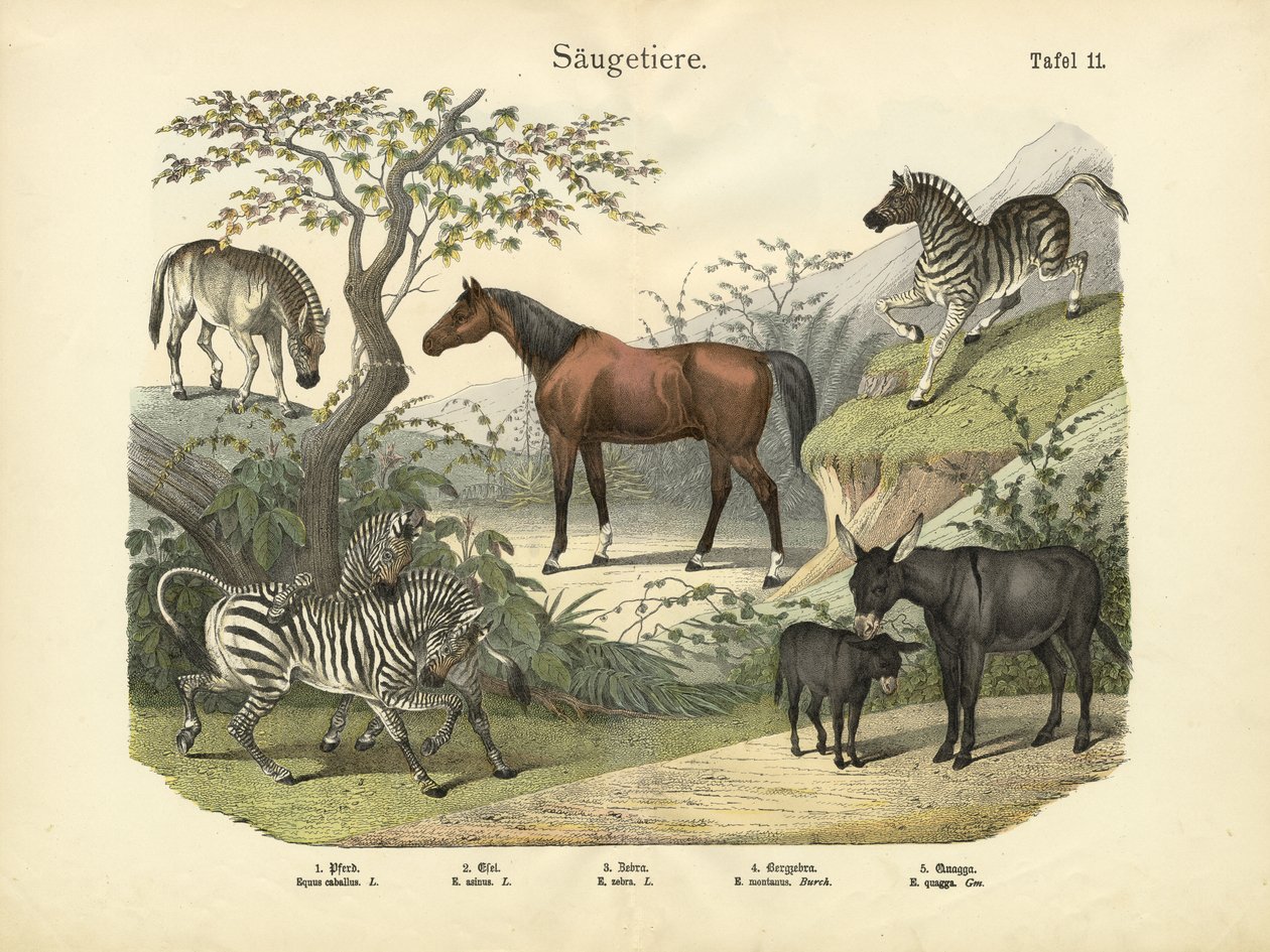 Mammals by German School
