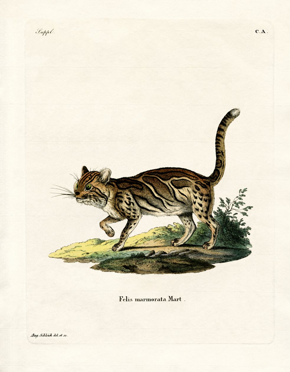 Marbled Cat by German School