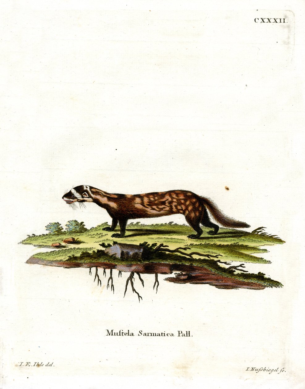 Marbled Polecat by German School