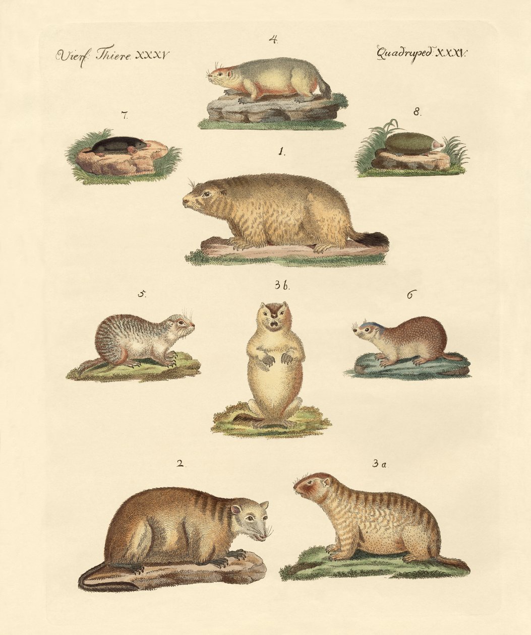 Marmots and Moles by German School