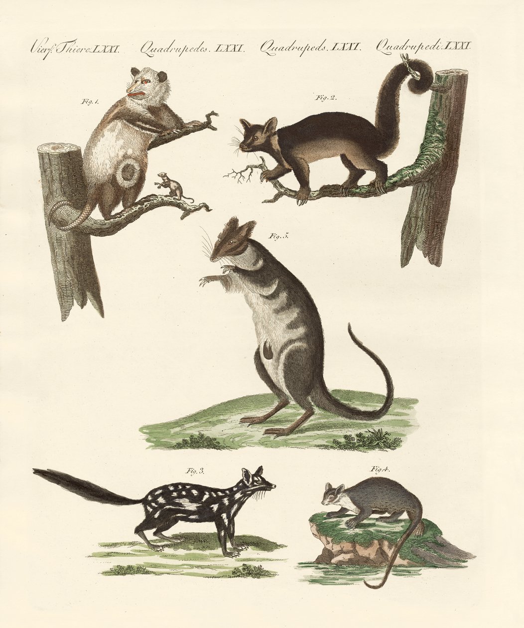 Marsupials by German School
