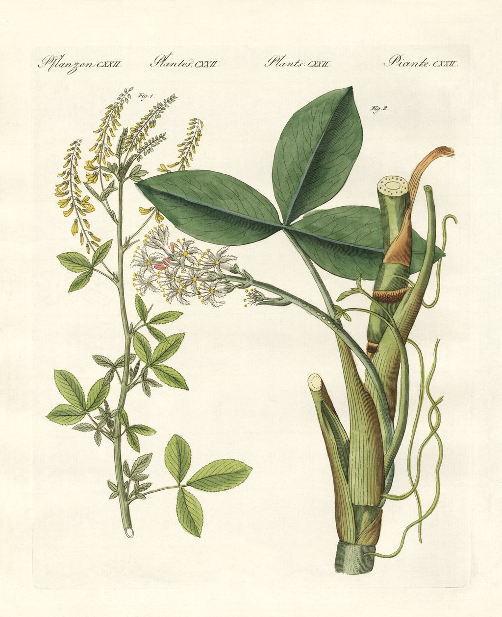 Medical Plants by German School