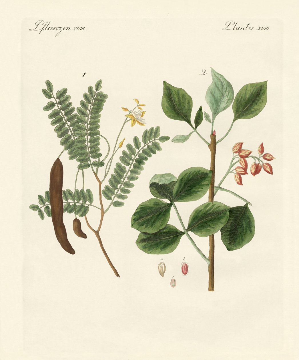 Medicinal Plants by German School