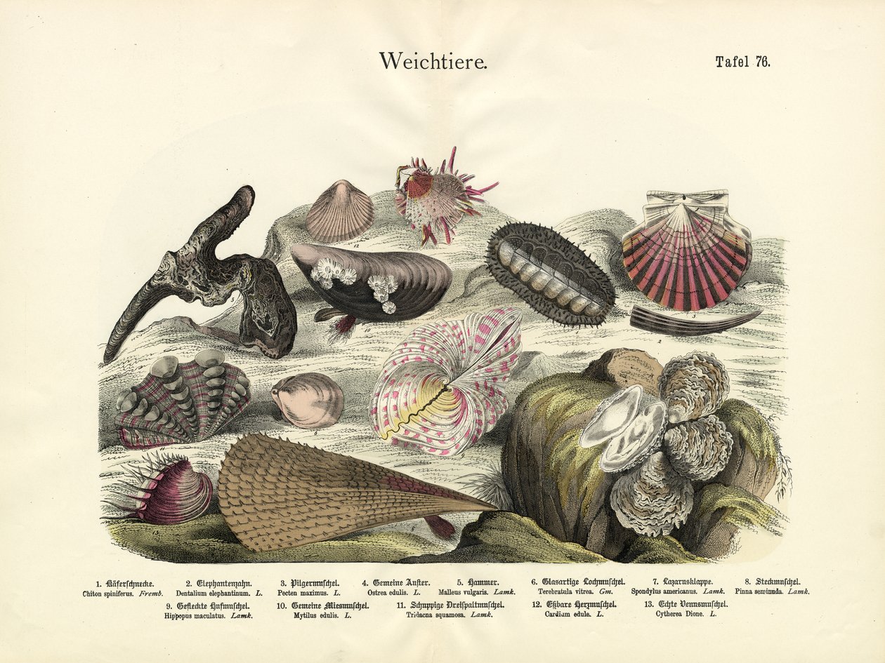 Molluscs by German School
