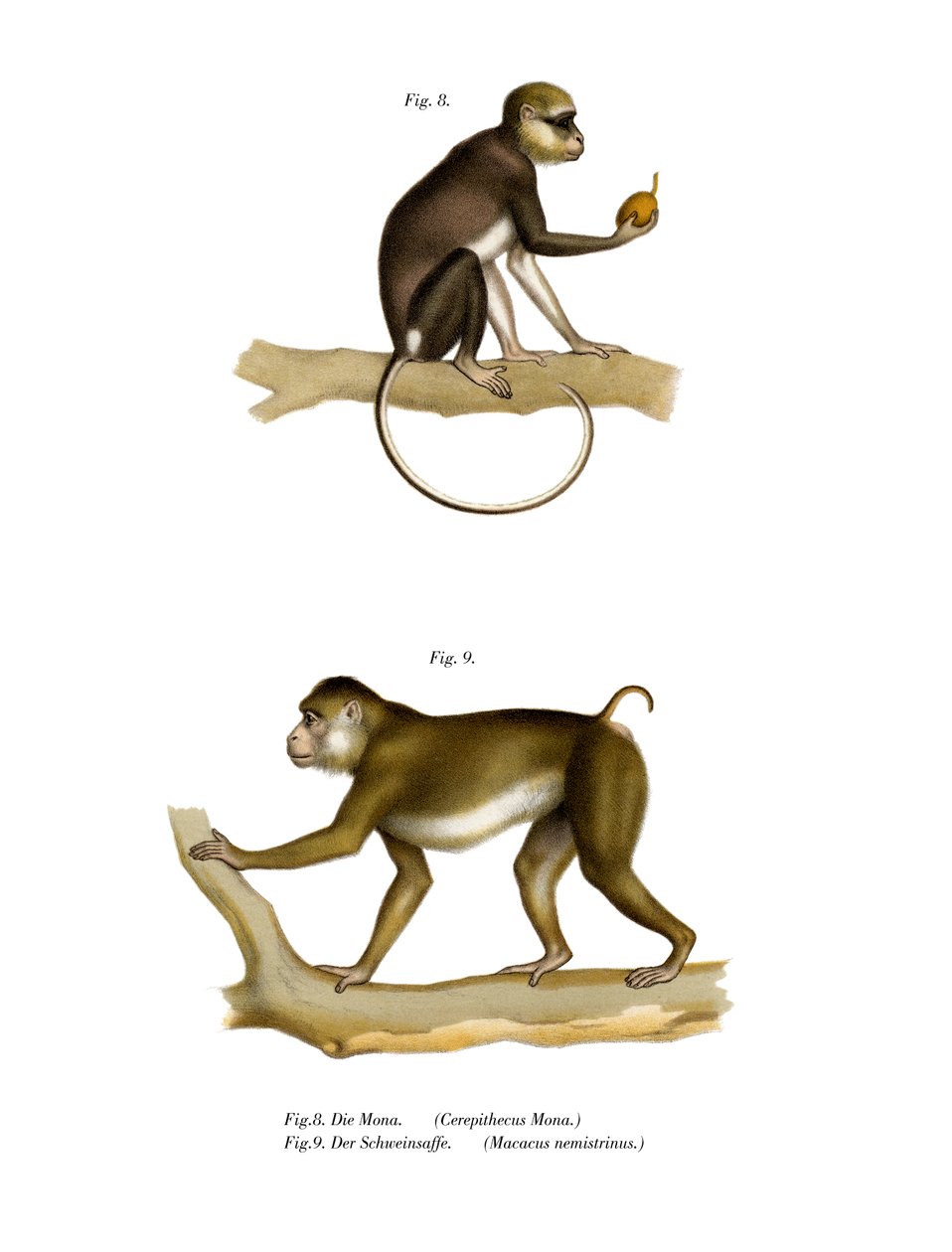 Mona Monkey by German School