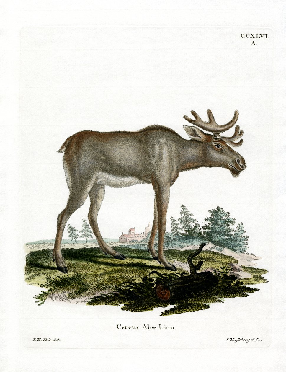 Moose by German School