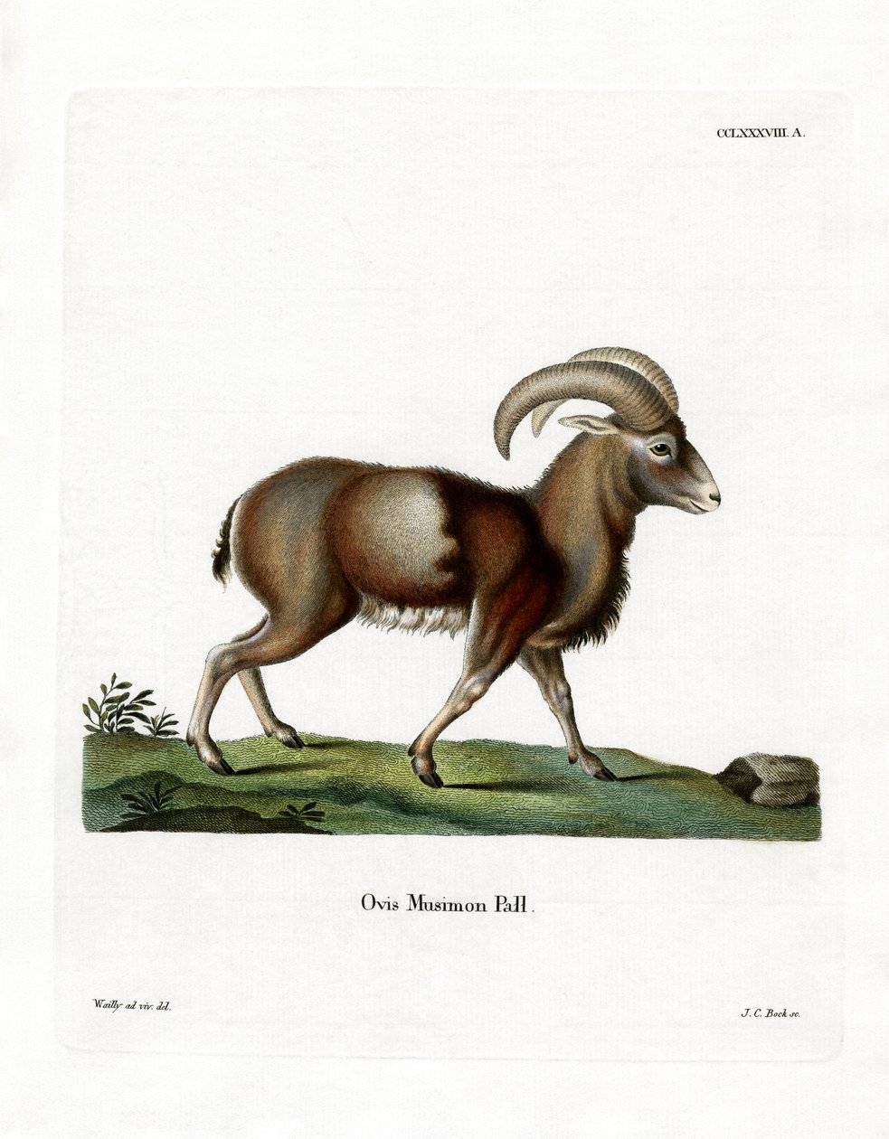 Mouflon by German School