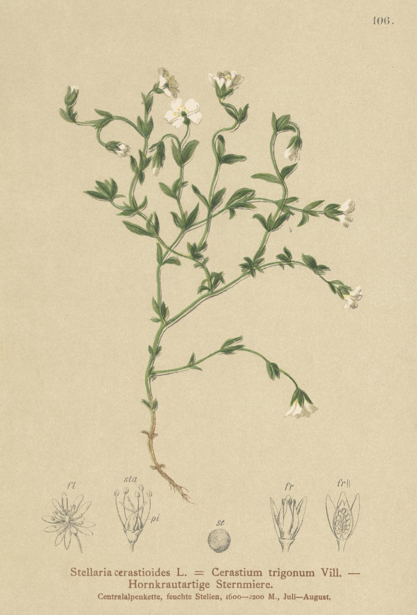 Mountain Chickweed by German School