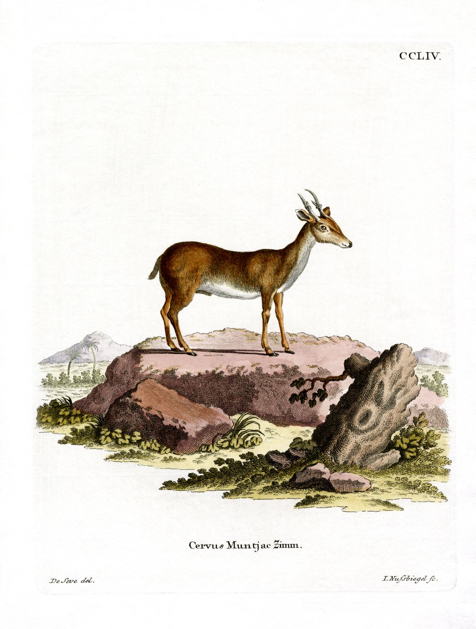 Muntjac by German School